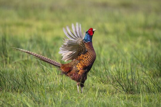 Courting pheasant (Common Pheasant), D&uuml;mmer, Lembruch, Lower Saxony, Germany