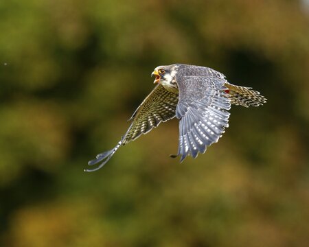 Lanner Falcon (Falco biarmicus), Neuhaus, Lower Saxony, Germany