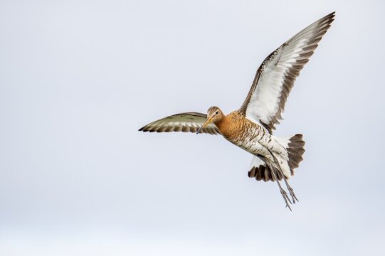 Black-tailed gown Limosa limosa) in flight, De Waal, Texel, Netherlands