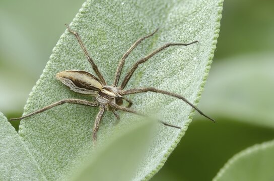 Araneomorphae, bridal gift spider, nursery web spider, pisaura mirabilis, arachnids, arthropods, arthropods, hunting spiders, spiders, spiders