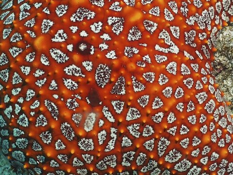 Close-up of a starfish with a complex pattern, the Panamic cushion seastar (Pentaceraster cumingi), Sombrero Reef dive site, Playa Flamingo, Costa Rica, Pacific Ocean