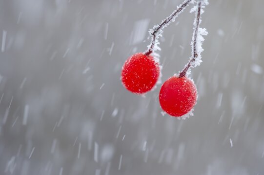 Snowball berries (Viburnum lantana) covered in hoarfrost, Oldenburg M&uuml;nsterland, Vechta, Lower Saxony, Germany
