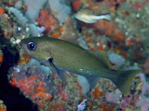 A reef drum (Odontoscion dentex), also known as an umberfish, swims against a backdrop of colourful corals in the ocean, at the Coral Garden dive site, Puerto Viejo de Talamanca, Lim&oacute;n, Costa Rica, Caribbean, Atlantic Ocean, Central America