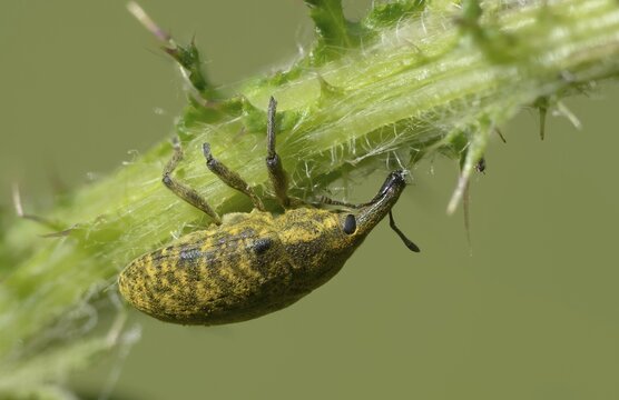 Thistle weevil, larinus cf sturnus, larinus sturnus, weevil, beetle, coleoptera, insects, beetles