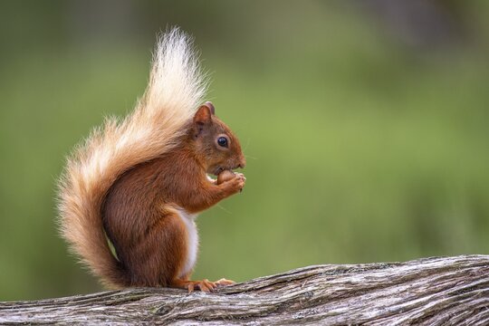 Squirrel (Sciurus vulgaris) with a nut, Aviemore, Scotland, Great Britain