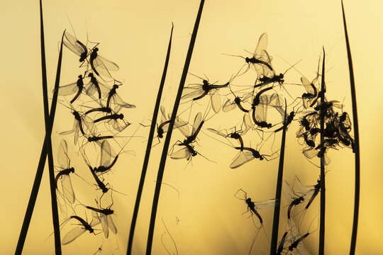 Mayflies (Ephemeroptera) in the moorland, Goldenstedter Moor, Goldestedt, Lower Saxony, Germany