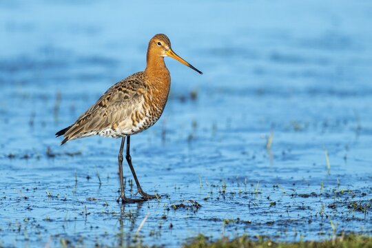 Black-tailed Godwit (Limosa limosa) in a wet meadow, Oldenburg M&uuml;nsterland, Huede, Lower Saxony, Germany