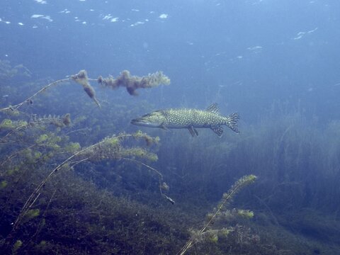 A pike (Esox lucius) swims calmly underwater, surrounded by plants in the blue water, at the Parkhaus Post dive site, &Uuml;berlingen, Lake Constance, Germany