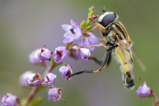 Hoverfly (Eristalis), Goldenstedt, Lower Saxony, Germany