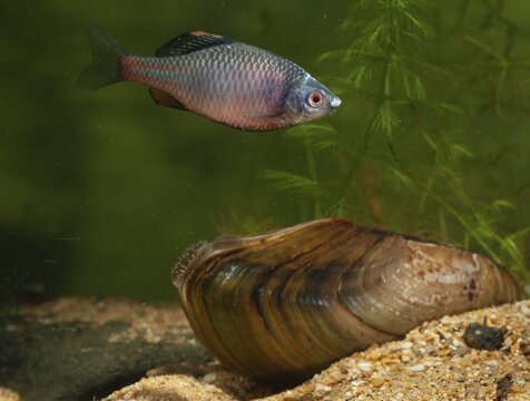 Anodonta cygnea, bitterling, duck mussel, common pond mussel, Rhodeus amarus, Rhodeus sericeus amarus, swan mussel, pond mussel, fish, fishes, river mussel, mussels, pisces, pond mussels