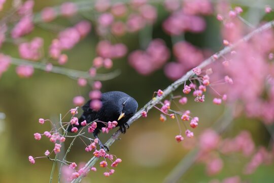 A common blackbird (Turdus merula) sits in a European spindle tree (Euonymus europaeus), and eats the fruit
