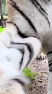 Siberian Tiger Lying Down and Roaring Close Up Shot
