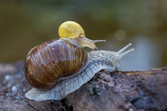 Burgundy snail, banded snails, cepaea, cepaea nemoralis, grove snail, hornworm snail, helicidae, helix pomatia, roman snail, snails, black-mouthed snail, vineyard snail, gastropod, mollusca, snails, snails, molluscs