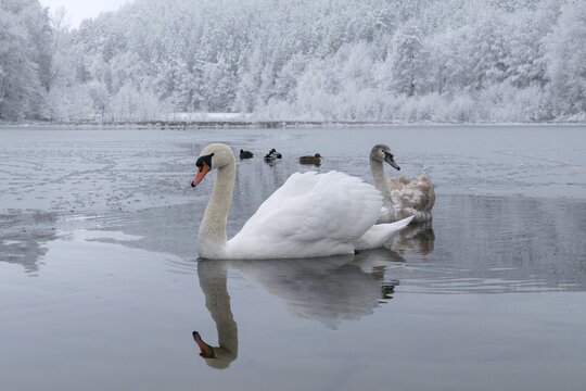 Cygnus olor, mute swan, anatidae, birds, duckbirds, cusp swan, swans, snow, swans, birds, waterbirds, waterbirds, winter