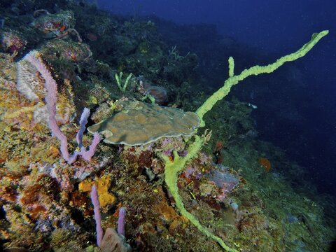 Colourful coral formations and sea sponges in the dark ocean that create a lively underwater world, Coral Garden Dive Site, Puerto Viejo de Talamanca, Limon, Costa Rica, Caribbean, Atlantic, Central America