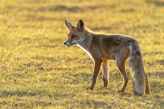 Red fox (Vulpes vulpes), Zandvoort, Netherlands