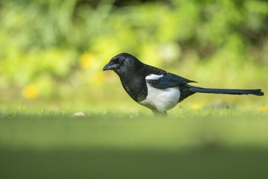 Magpie (Pica pica), Vechta, Lower Saxony, Germany