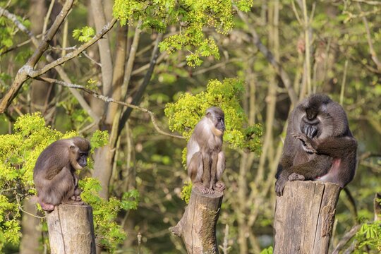 Three Drills (Mandrillus leucophaeus), a male and two females, sit high up on the three stumps of a cut tree and enjoy the early sunlight. A green forest can be seen in the background