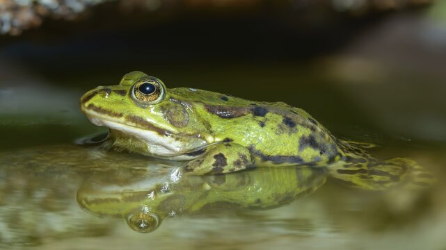 Common water frog, edible frog, pelophylax esculentus, pelophylax cl. esculentus, rana kl. esculenta, pond frog, amphibians, amphibians, frogs, amphibians, frogs, amphibians