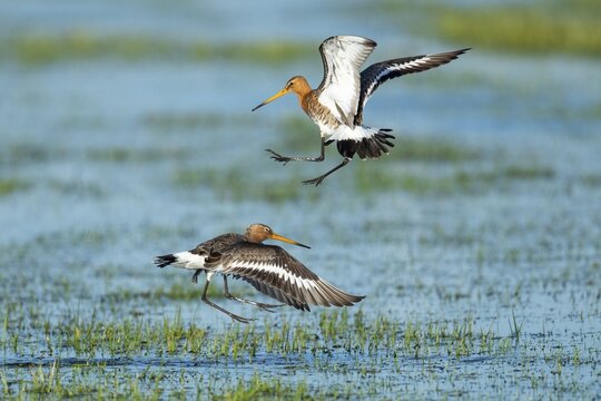 Black-tailed godwits (Limosa limosa) squabbling in flight in a wet meadow, Oldenburg M&uuml;nsterland, Huede, Lower Saxony, Germany