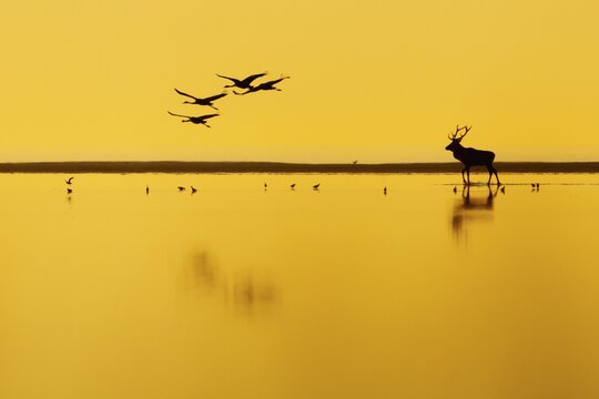 A red deer (Cervus elaphus) strides across the mudflats during the rutting season in the Vorpommersche Boddenlandschaft National Park, with migrating cranes in the background, Zingst, Mecklenburg-Western Pomerania, Germany