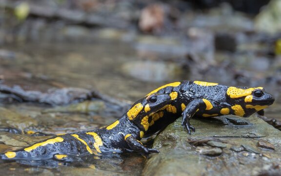 Fire salamanders, fire salamanders, salamandra salamandra, amphibians, amphibians, caudata, amphibians, tail amphibians