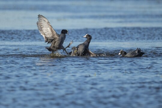 Common Eurasian Coot (Fulica atra), D&uuml;mmer, Lembruch, Lower Saxony, Germany