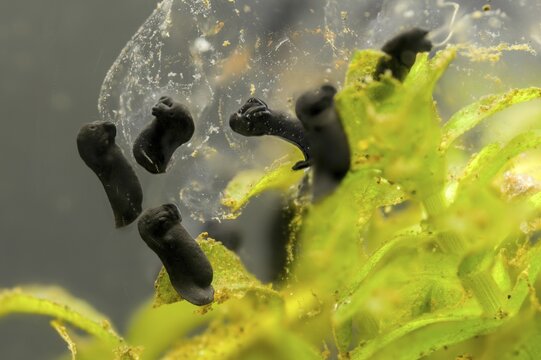 Bufo bufo, common toad, amphibians, amphibians, five days old, larva, larva, amphibians