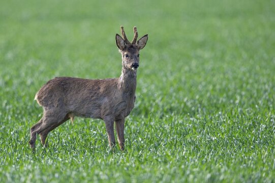 Roe deer (Capreolus capreolus), Oldenburger M&uuml;nsterland, Vechta, Lower Saxony, Germany