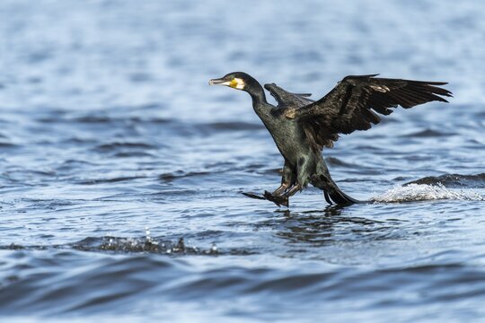 A cormorant (Phalacrocorax carbo) landing, Lembruch, Lower Saxony, Germany
