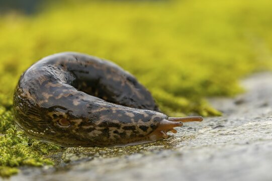Big snail, big snowgel, limax maximus, snowgel, tiger snail, gastropod, great grey slug, leopard slug, mollusca, molluscs, snails, snails, molluscs