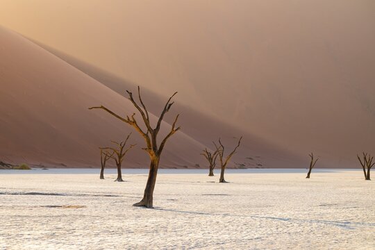 Red sand dunes and white salt pan with dead trees, Dead Vlei, Namib Desert, Namib Naukluft Park, Namibia