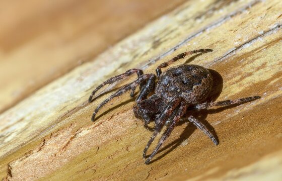 Arachnida, araneoidea, nuctenea umbratica, wheelweb spiders, cleft spiders, spiders, spiders, walnut orb-weaver spiders