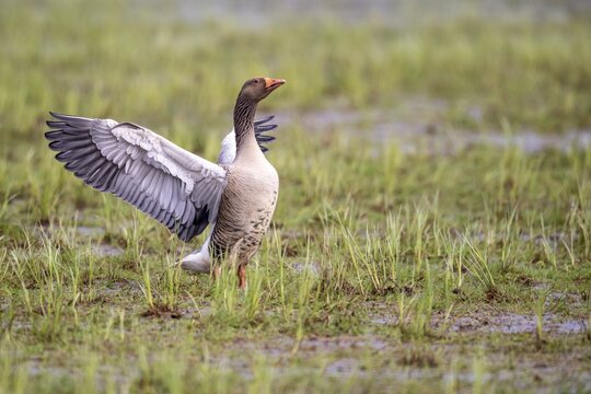 A greylag goose (Anser anser) flaps its wings in a wet meadow, D&uuml;mmer, Lembruch, Lower Saxony, Germany