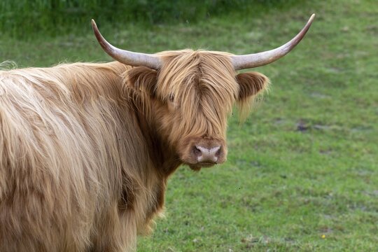 Artiodactyla, bos primigenius f. taurus, cattle, even-toed ungulate, highland cattle, kyloe, cloven-hoofed, cattle grazing, Scottish highland cattle, grazing, domesticated animals, extensive grazing, pet, highland cattle, mammals, cattle, mammals, mammals, pasture