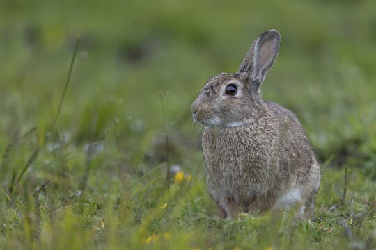 A wild rabbit (Oryctolagus cuniculus) sits relaxed in a meadow, June, B&uuml;sum, Germany