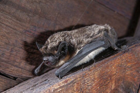 Leather-winged bat, parti-coloured bat, vespertilio murinus, bicolor bat, chiroptera, bats, mammals, mammals