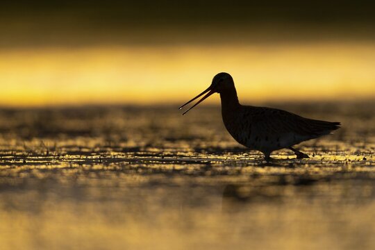 Black-tailed Godwit (Limosa limosa) in a wet meadow, Oldenburg M&uuml;nsterland, Huede, Lower Saxony, Germany