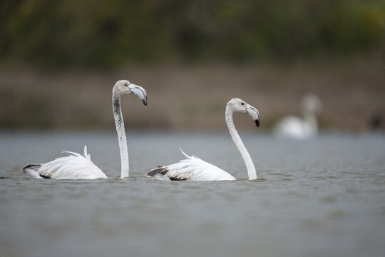 Afro-Asian Greater Flamingo, Eurasian Flamingo, European Flamingo, Granelli, Greater Flamingo, Italy, Pantano Cuba Lagoon, Pantani Cuba and Longarini, Phoenicopterus Roseus, Rosy Flamingo, Migratory Bird Sanctuary Pantani Cuba & Longarini, Birds, Ciconiiformes, Flamingo, Italy, Walking Birds, Sicily, Foundation per species diversity, stork birds, birds