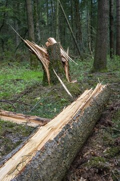 Wind throw in the forest near the Ahlhorn fish ponds, Ahlhorn, Lower Saxony, Germany