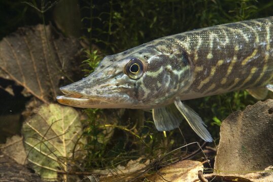 Esox Lucius, pike, pike, predatory fish, fishes, northern pike, pisces