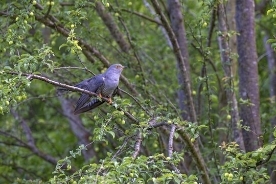Cuckoo (Cuculus canorus), male, perched on a branch, Littlewood Ranch, Limbach, Burgenland, Austria