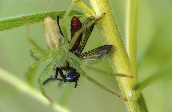 Arachnida, green scurry spider, micrommata virescens, arachnids, prey, green Huntsman spider, spider, spiders