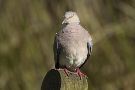 European turtle dove (Streptopelia turtur) adult bird sleeping on a post, England, United Kingdom