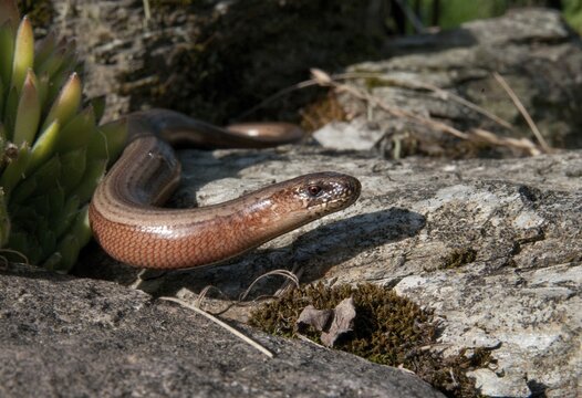 Anguis fragilis, slow worm, western slow worm, blindworm, critters, deaf adder, dry-stone wall, lizards, hazelworm, reptiles, lizards, long-cripple, reptilia, reptiles, slowworm, drywall