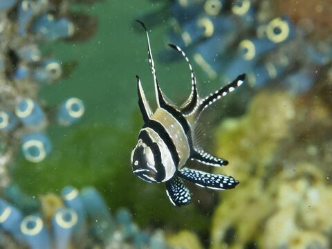 A stylish fish with long fins, Banggai cardinalfish (Pterapogon kauderni), swimming in the underwater world, dive site Secret Bay, Gilimanuk, Bali, Indonesia