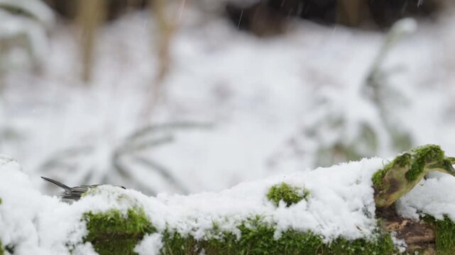 Serveral great tits searches for food in the snow, garden, winter, lower saxony, (parus major), germany