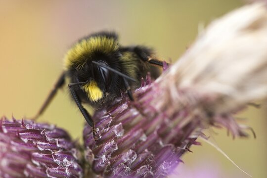Apidae, bees, bombus lucorum, hymenoptera, insects, white-tailed bumblebee, white-tailed bumblebee