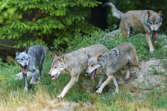 Timberwolf, wolf, American wolf (Canis lupus lycaon), Germany, several wolves are playing energetically together on a wooded hill