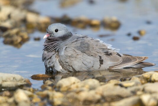 Columba Oenas, Holdove, Stock Pigeon, Bath, Bathe, Bird Bath, Birds, Columbidae, Doves, Doves, Potions, Birdbath, Birds, Watering Place